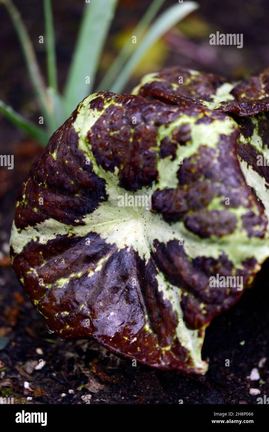 Podophyllum chengii Hunan,variegated,leaves,foliage,mottled,spotted