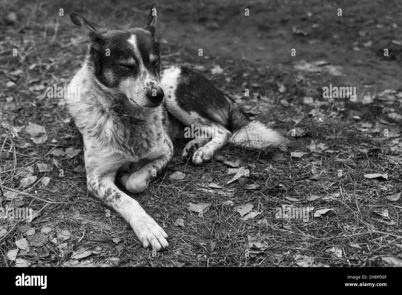 Portrait of stray dog lying on autumnal ground and sweet sleeping Stock Photo