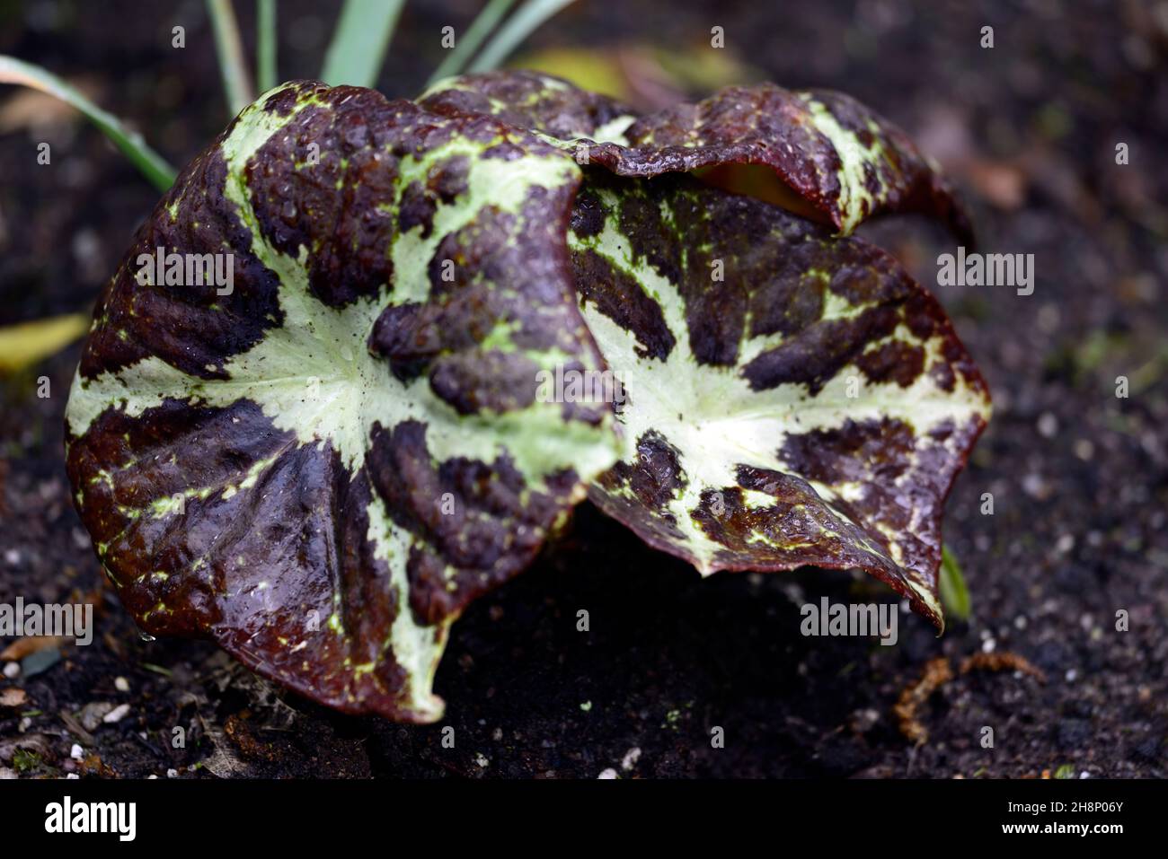 Podophyllum chengii Hunan,variegated,leaves,foliage,mottled,spotted