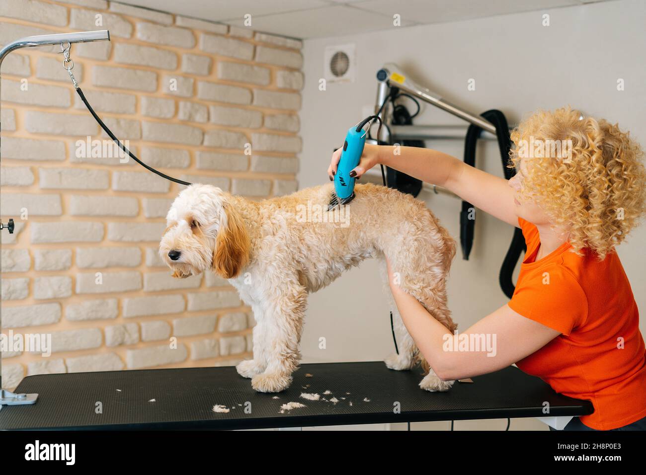 Labradoodle trimmer hotsell