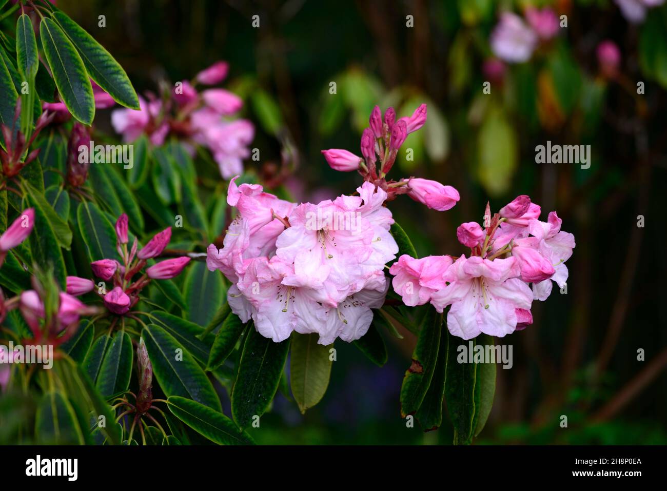 Rhododendron smirnowii,Smirnow Rhododendron,purple rose red flowers,flower,flowering,thick leathery dark green leaves,foliage,rhododendrons,woodland g Stock Photo