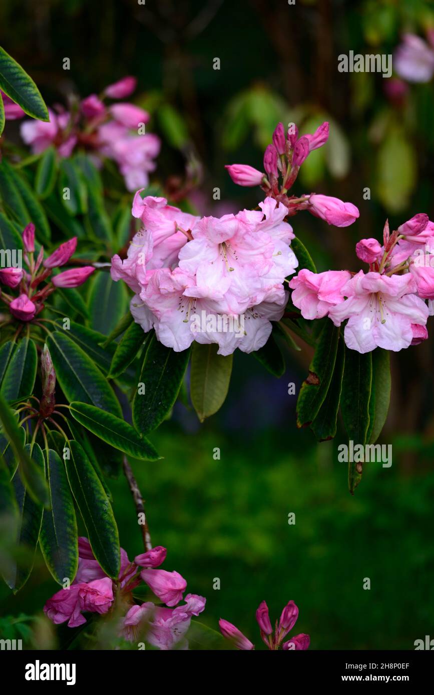 Rhododendron smirnowii,Smirnow Rhododendron,purple rose red flowers,flower,flowering,thick leathery dark green leaves,foliage,rhododendrons,woodland g Stock Photo