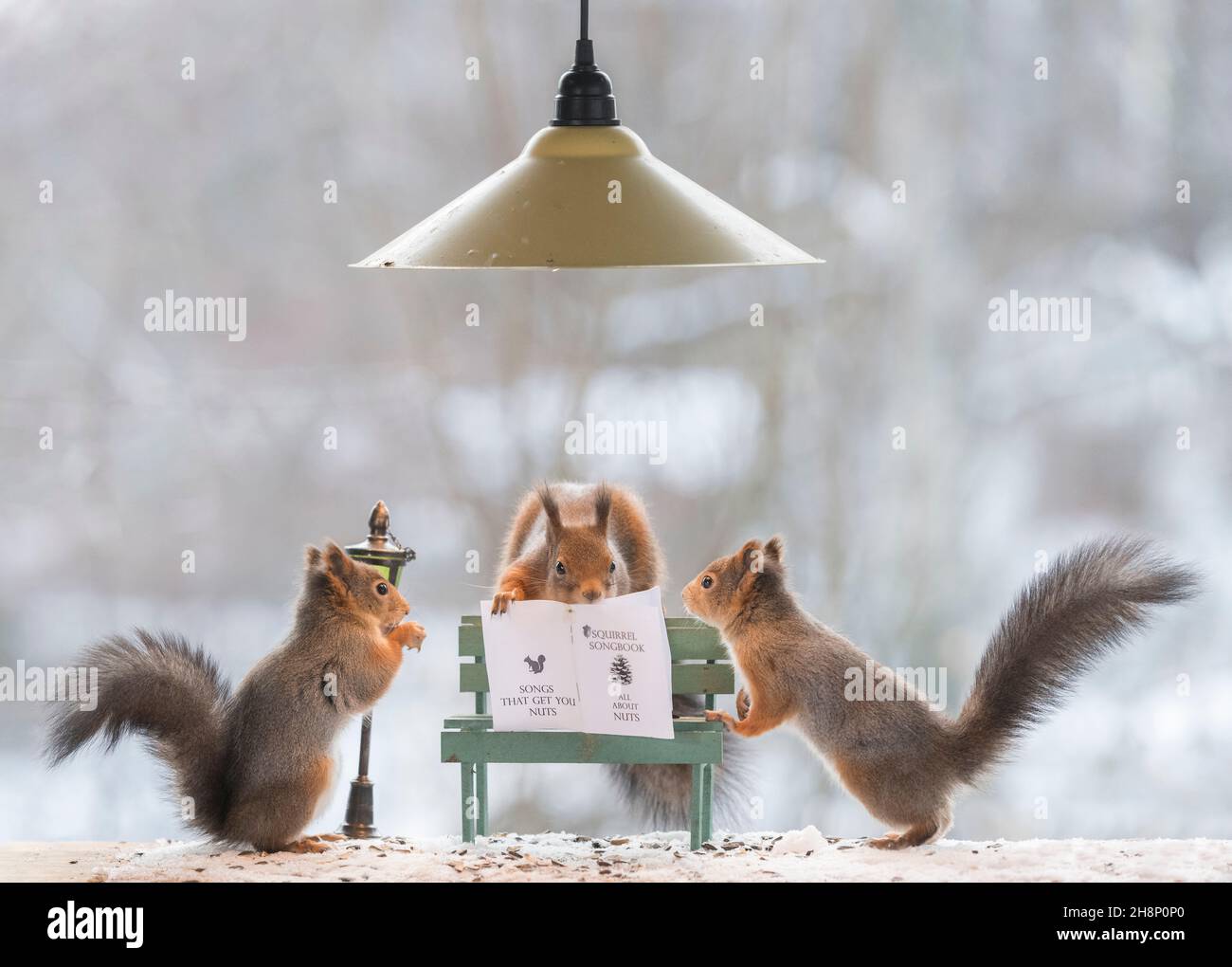 Squirrel on electric cable hi-res stock photography and images - Alamy