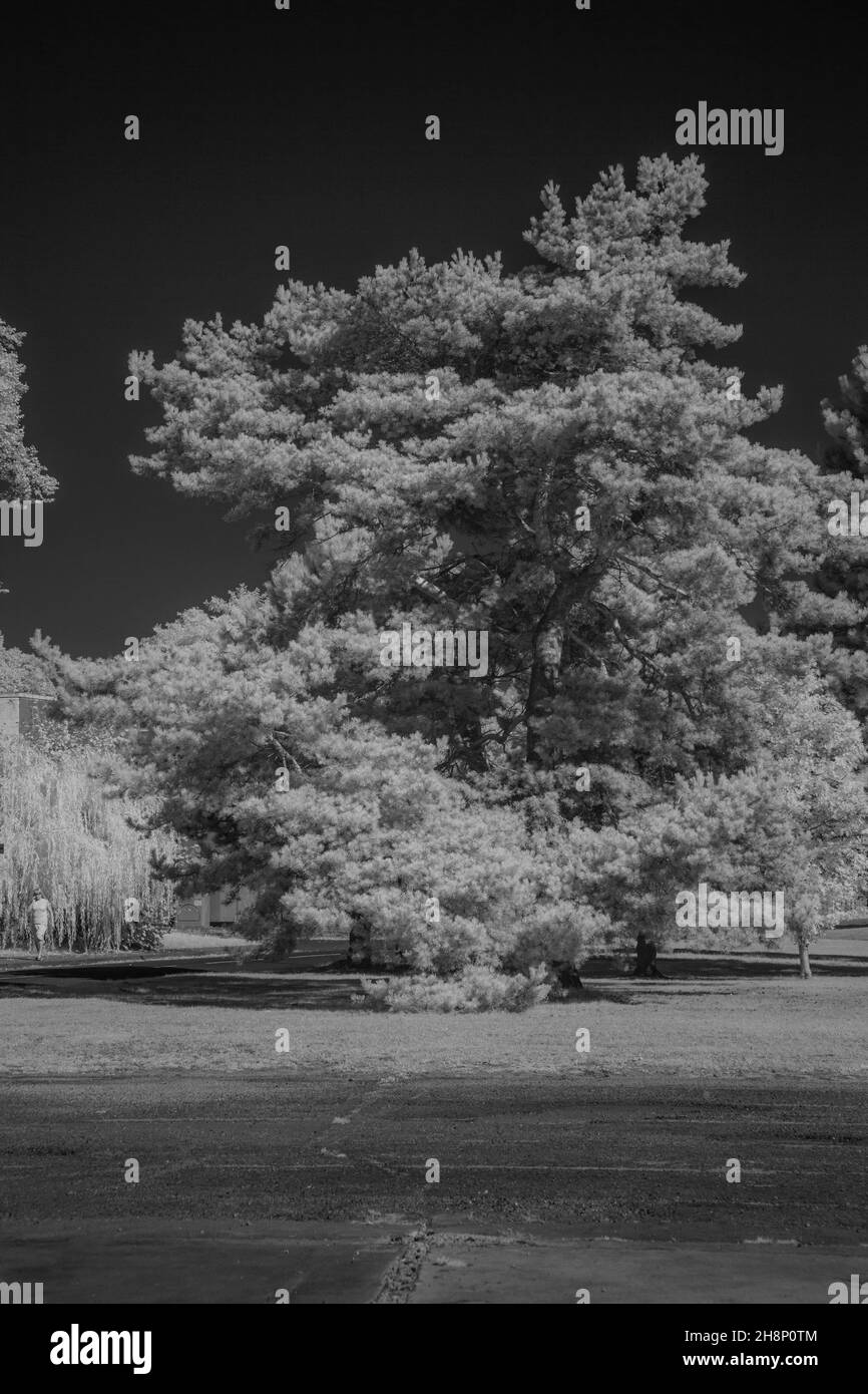 Infrared photography around Finningley England, on a sunny day. Stock Photo