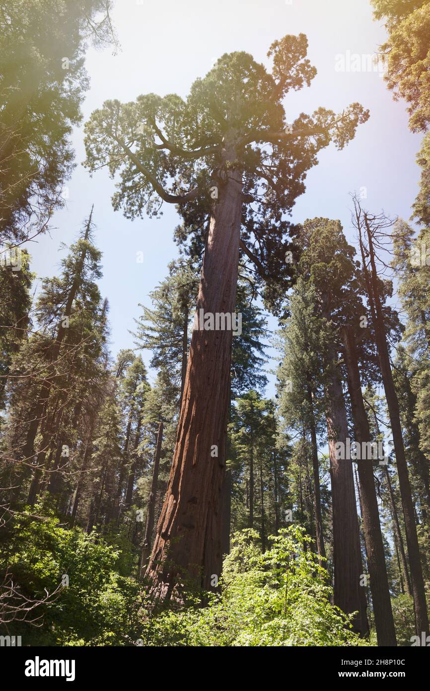 Sunlight flares over the Sequoia in the Big tree park natural. Arnold, California, USA Stock