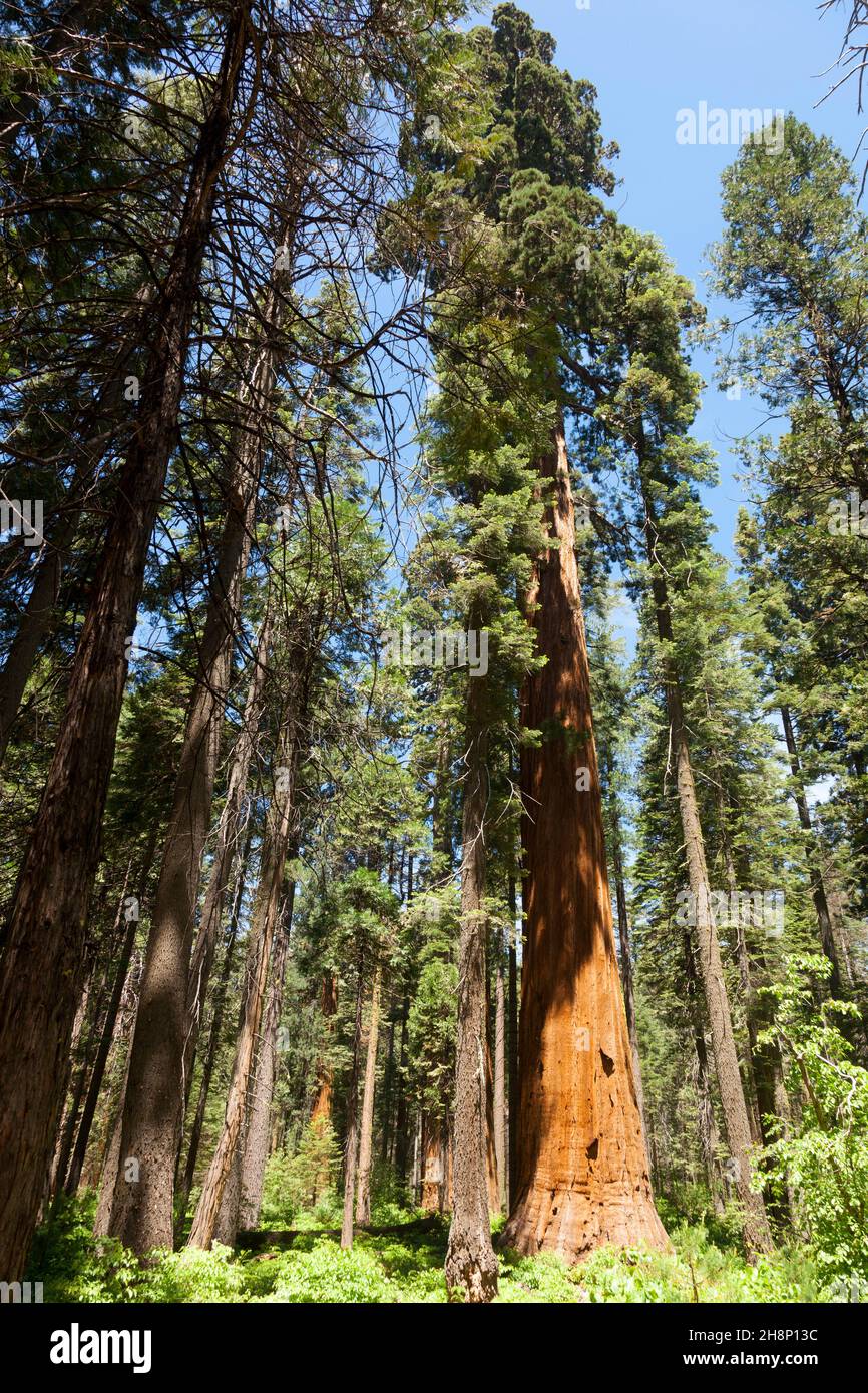 Forest of Sequoias tree in Big Tree national Park Stock Photo Alamy