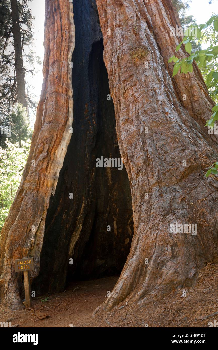 Forest of Sequoias tree in Big Tree national Park Stock Photo Alamy