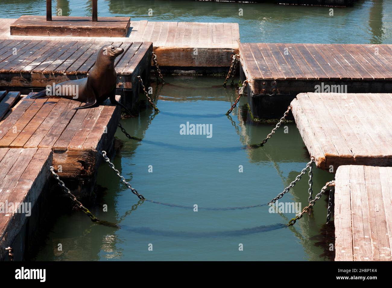 San Francisco, USA-June 20, 2017: Many tourists visiting the famouse Pier 39 in San Francisco Stock Photo