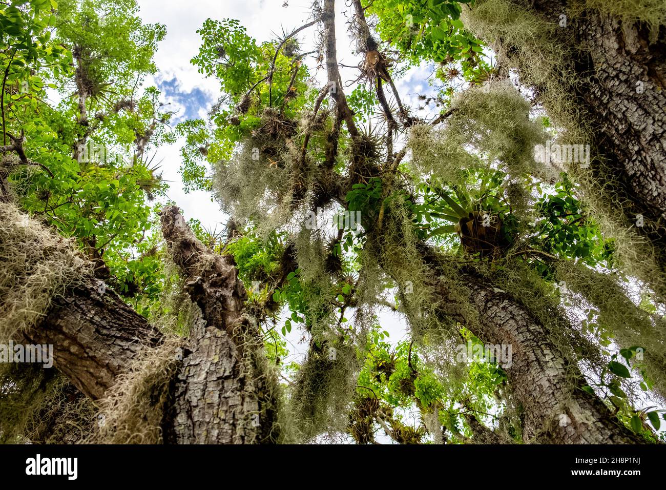 Low angle shot of trees in the forest Stock Photo - Alamy