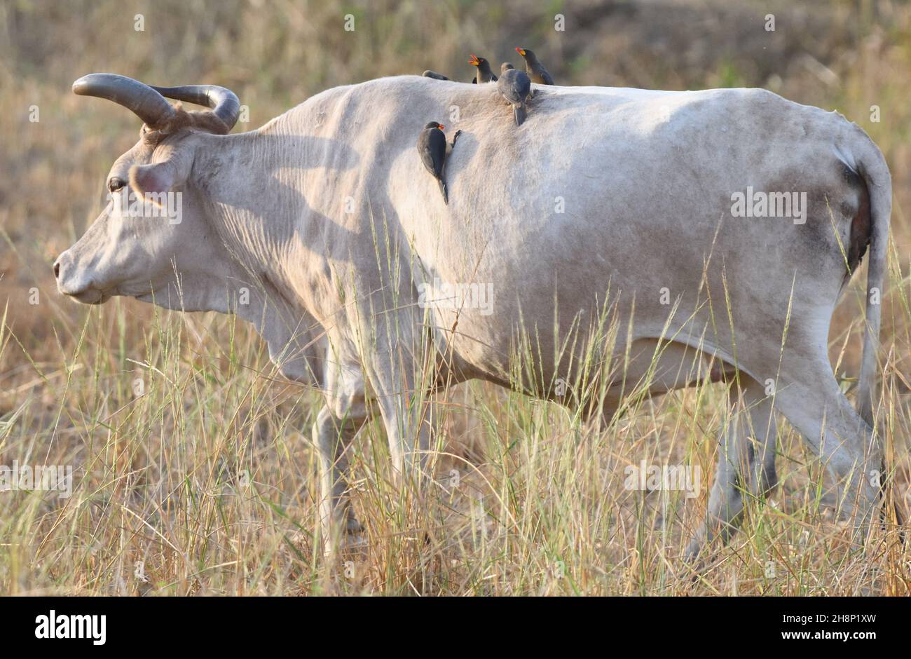 Yellow-billed oxpeckers (Buphagus africanus) on the back of a cow where they are searching for ticks and other invertebrates. Janjanbureh, The Republi Stock Photo