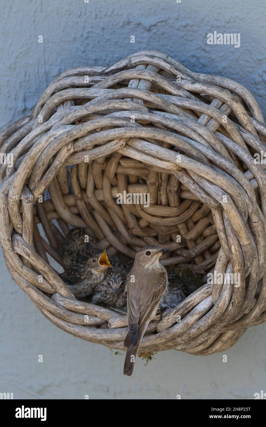 Grauschnäpper, Grau-Schnäpper brütet in einem alten Korb am Haus, mit Küken, fütternd, Jungvögel, Nest, Muscicapa striata, Spotted Flycatcher, nest, c Stock Photo