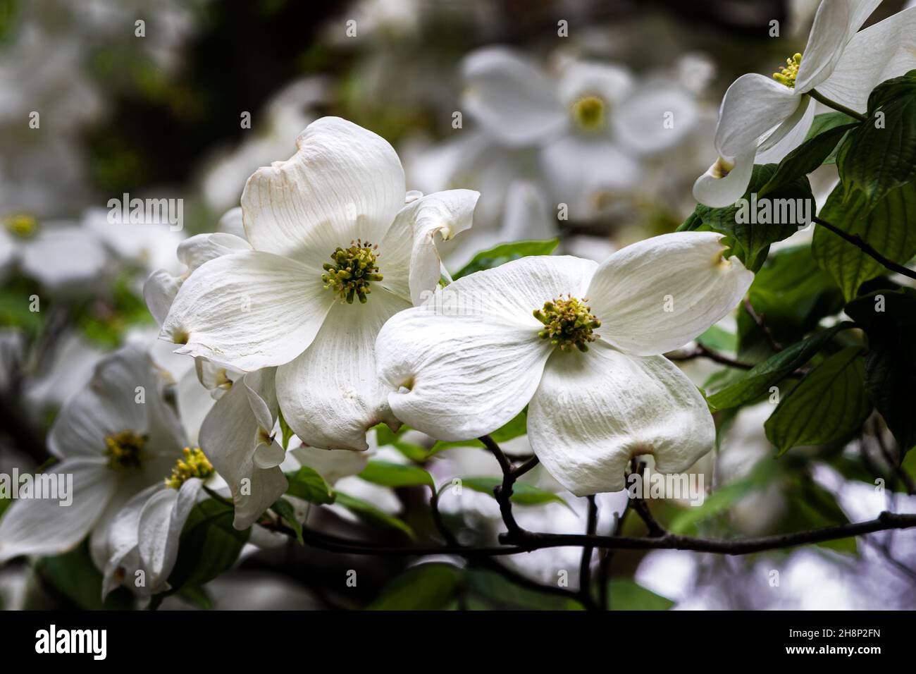 Closeup of a pair of blossoms on Flowering Dogwood Tree (Cornus florida) at Missouri Botanical Garden. Green leaves, more flowers in background. Stock Photo