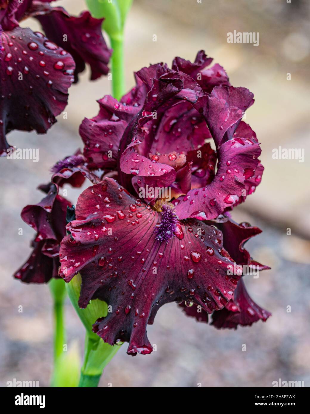Closeup of 'End Zone' iris flower. Red petals, covered in raindrops. Missouri Botanical Garden, St. Louis, Missouri. Stock Photo