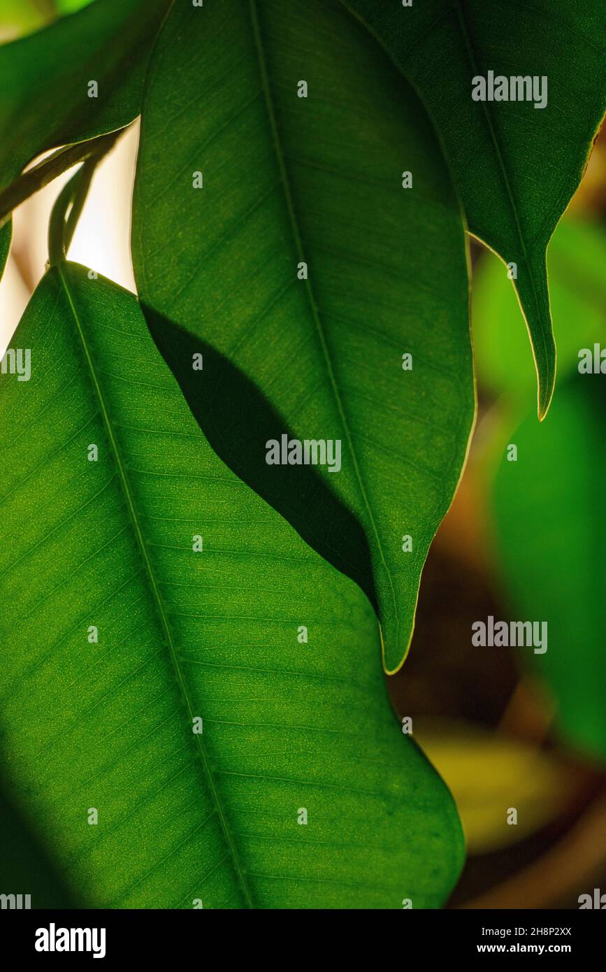 Ficus aux feuilles vertes. Ficus with green leaves. Stock Photo