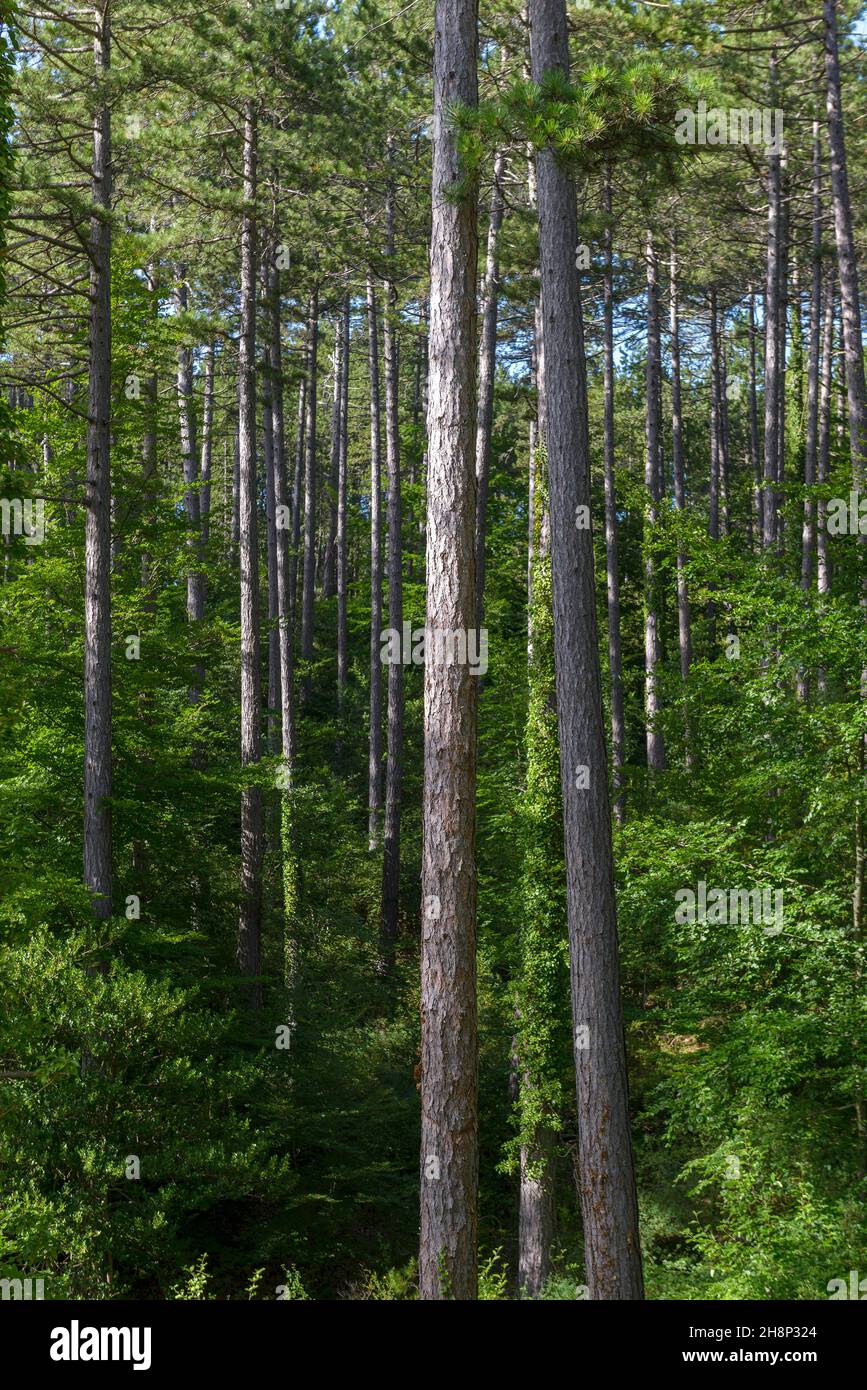 foret de pins. Pines forest Stock Photo