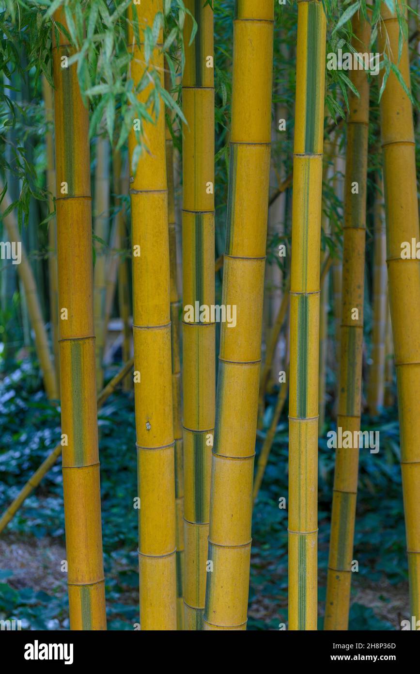 bambou Stock Photo