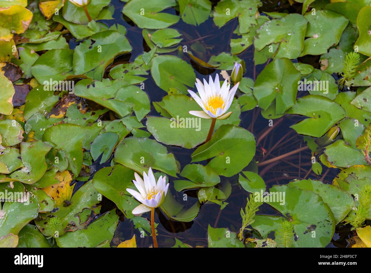 Nénuphars. water lily Stock Photo