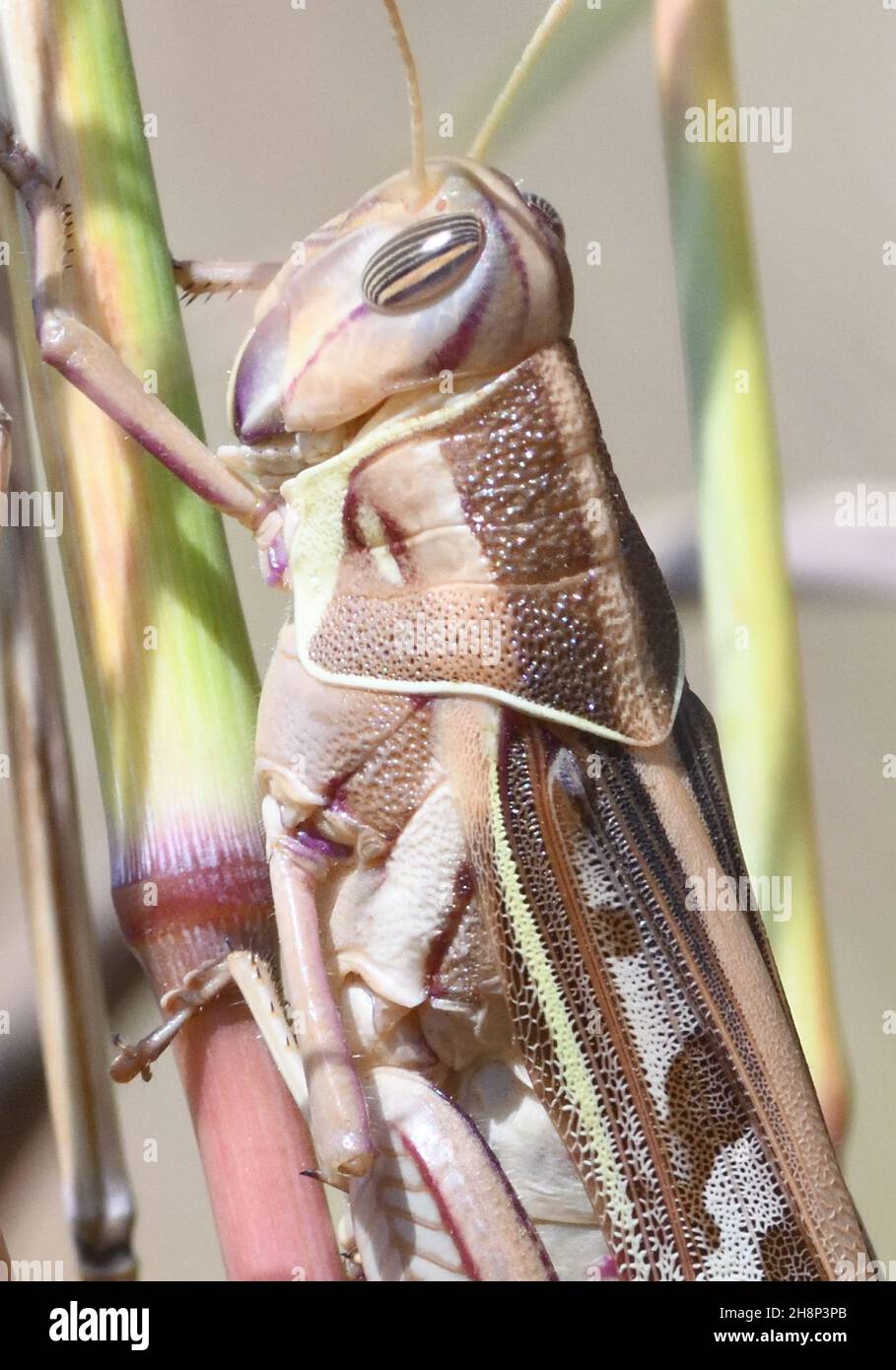 Close-up of a  locust (Schistocerca species), well camouflaged among dry grasses by its colouration and markings.  Kunda, The Republic of the Gambia. Stock Photo