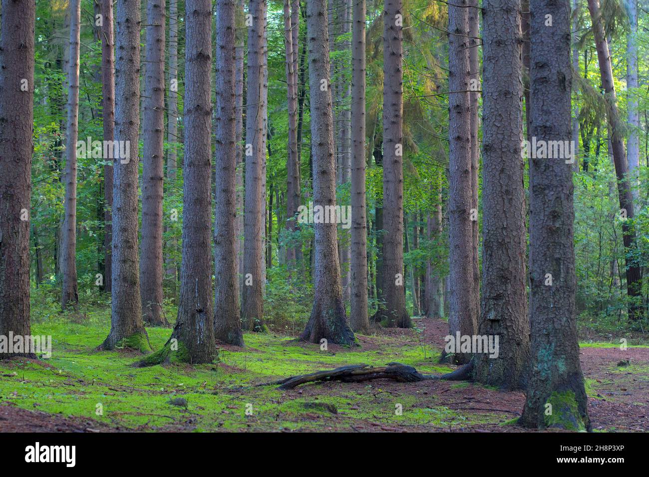 Evergreen pine forest. Green moss, lichen and other plants on the ground. Poland Stock Photo
