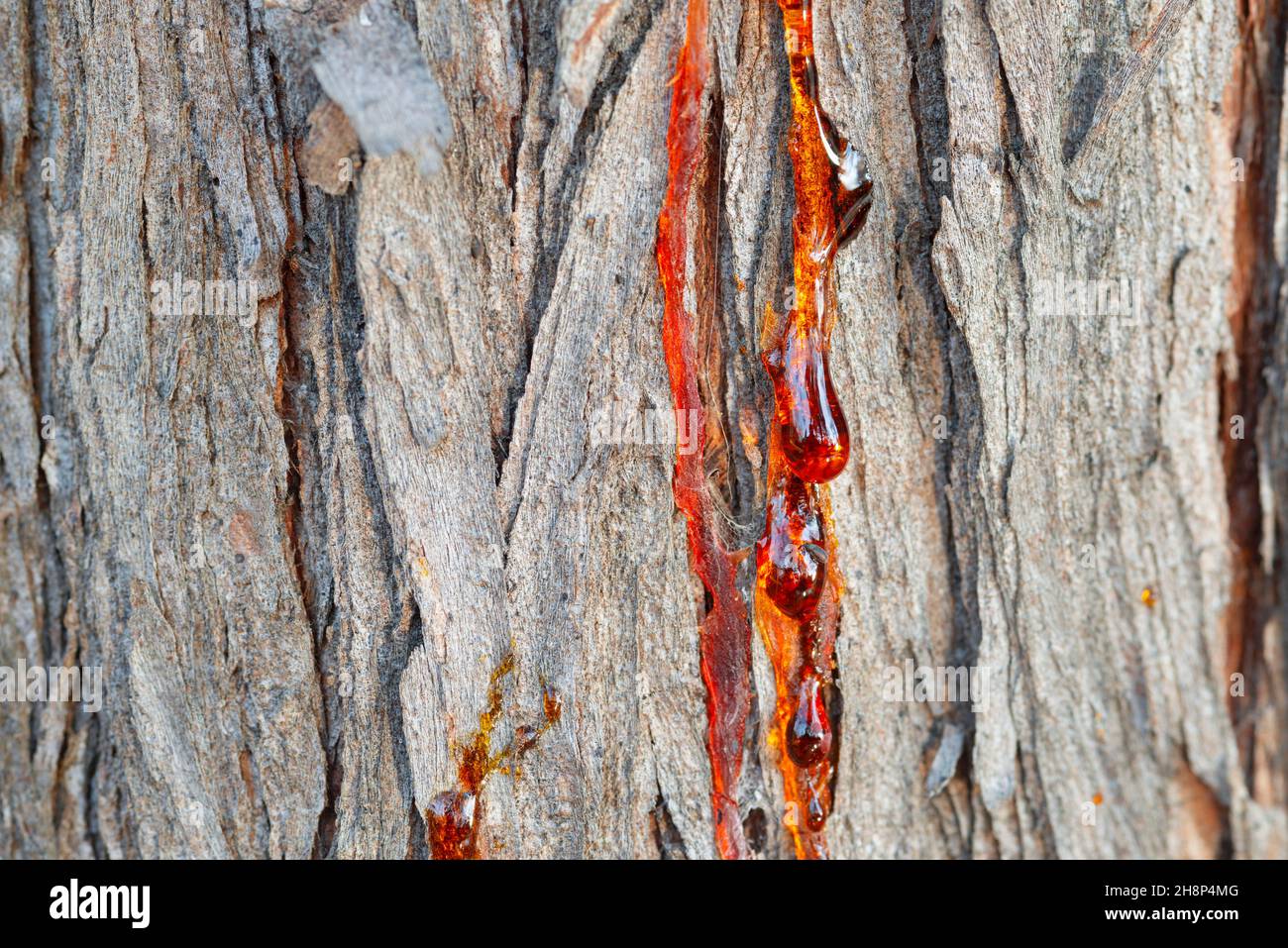 Italy, Lombardy, Bald Cypress Tree Resin Drops Stock Photo