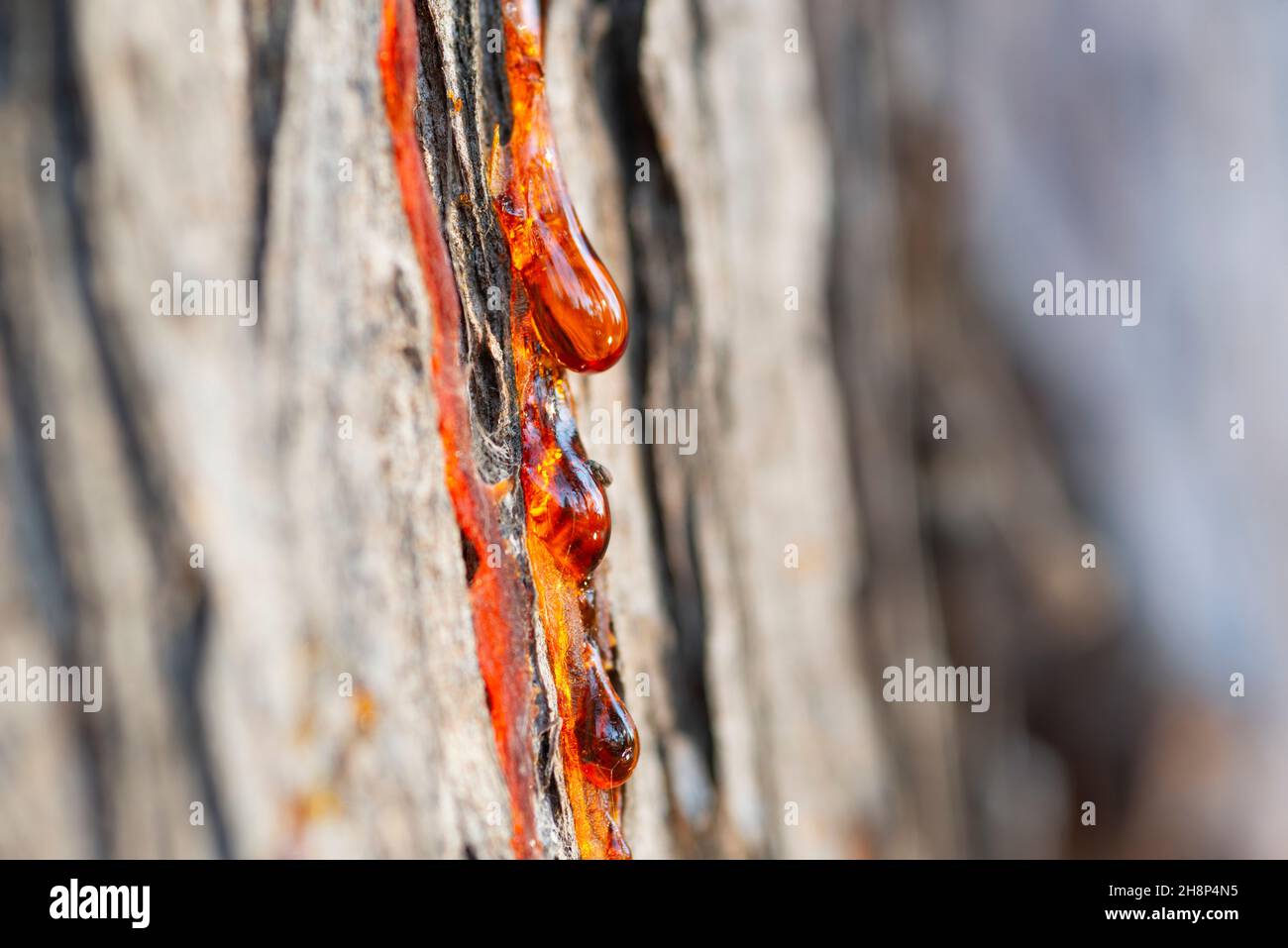 Italy, Lombardy, Bald Cypress Tree Resin Drops Stock Photo