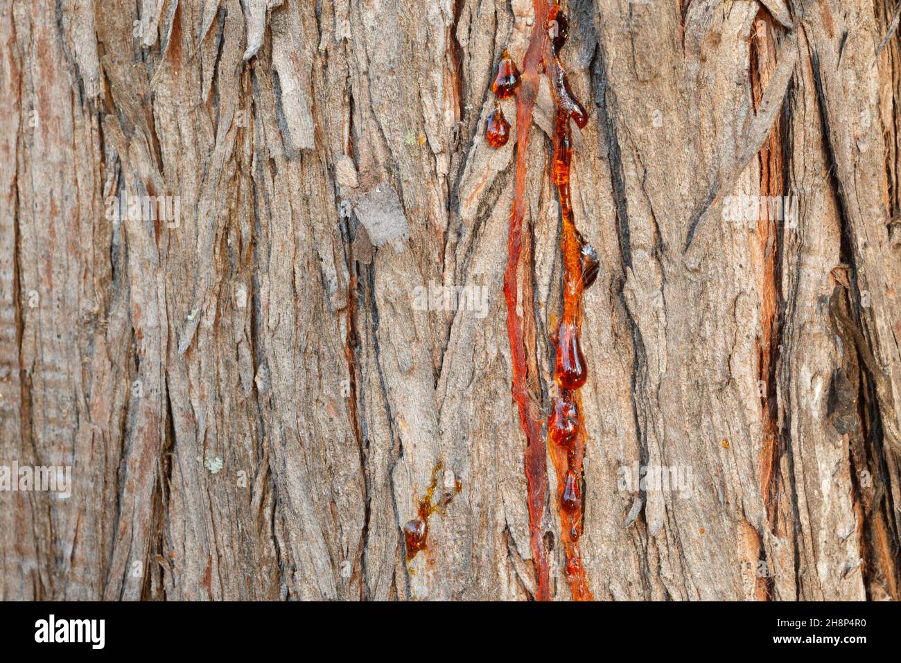 Italy, Lombardy, Bald Cypress Tree Resin Drops Stock Photo