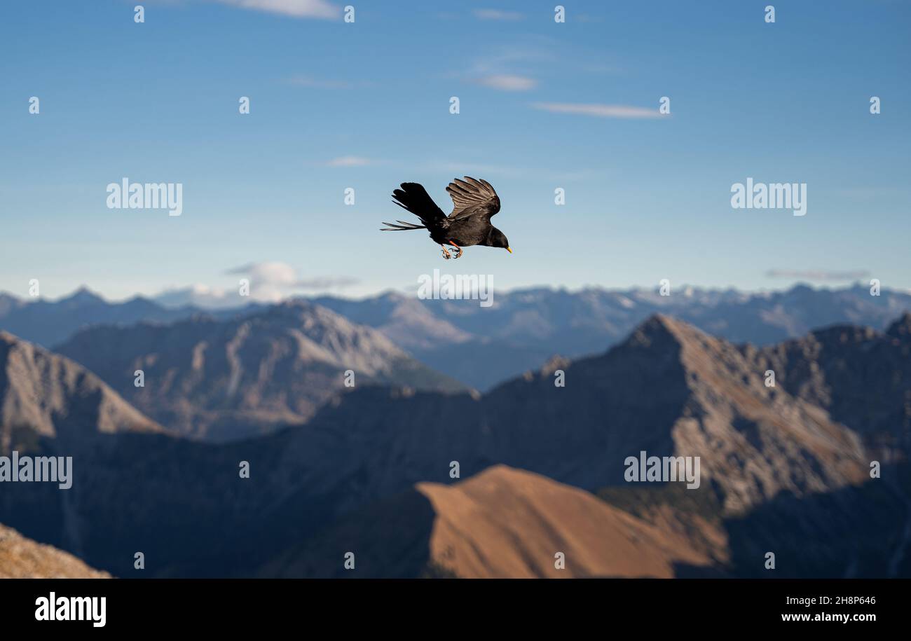 Black eagle flying over mountains hi-res stock photography and images ...