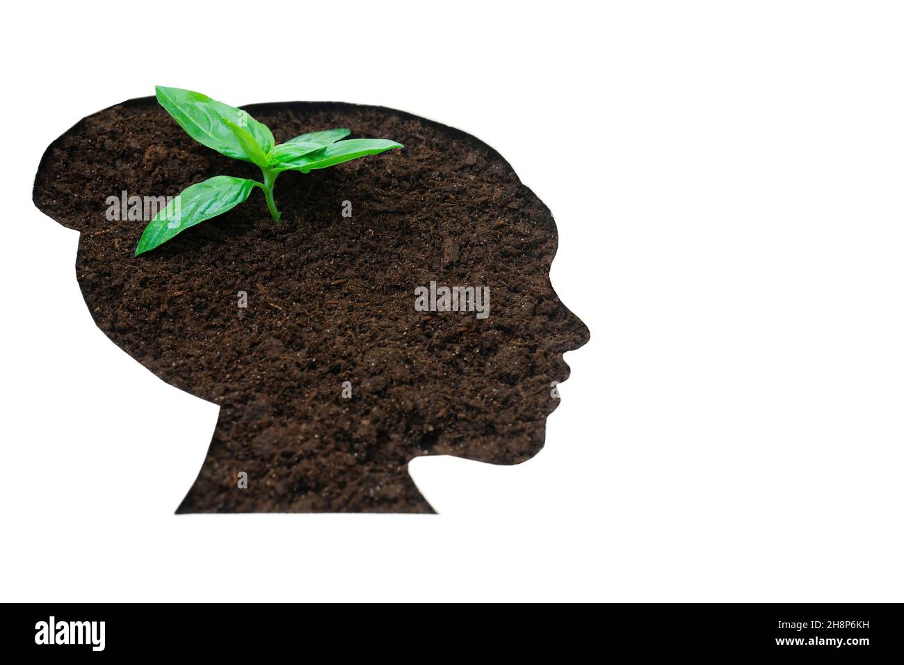 A baby plant sprouting in soil through a cutout in a white paper background in the form of a female head profile. Women if farming. Stock Photo