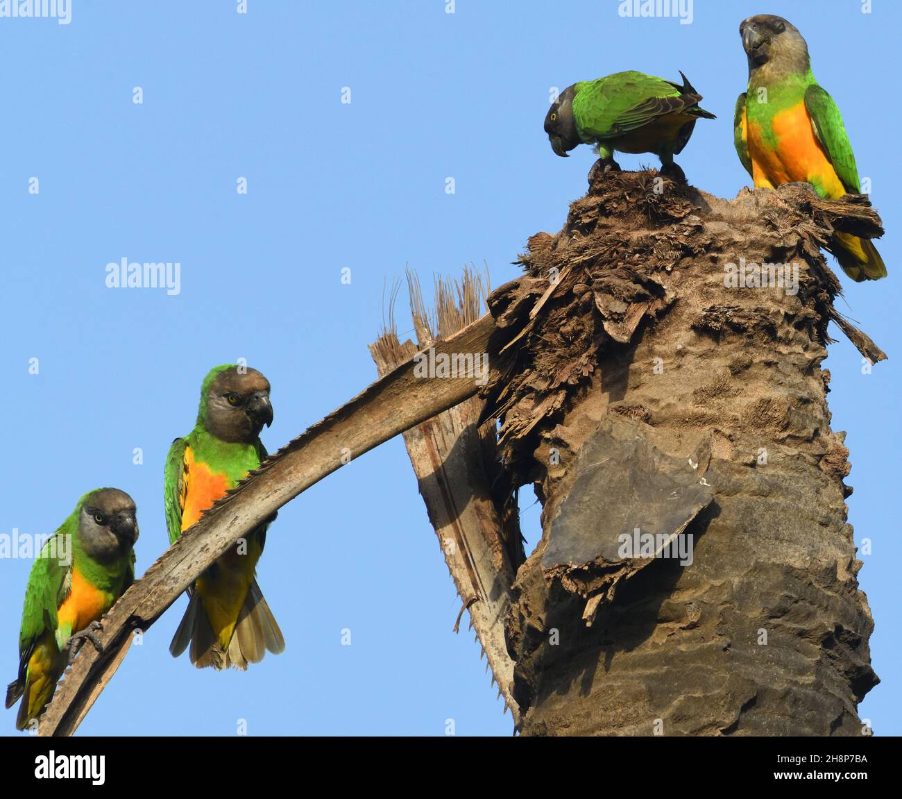 A group of Senegal parrot (Poicephalus senegalus) communicate noisily on a dead palm tree. Kotu, The Republic of the Gambia. Stock Photo