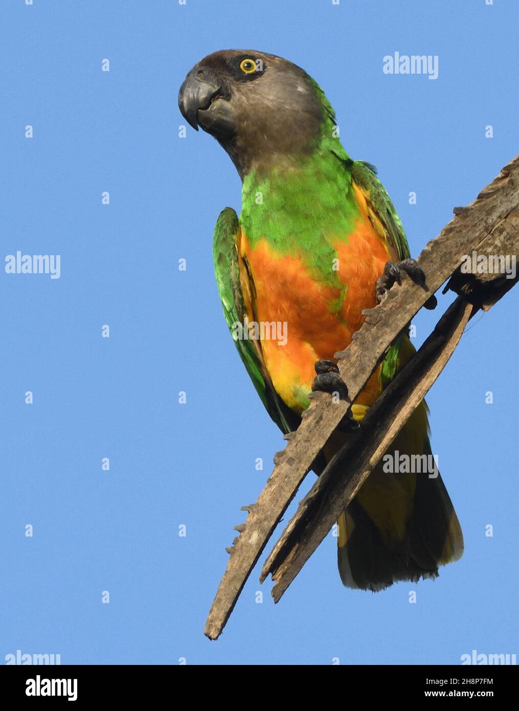 A Senegal parrot (Poicephalus senegalus) perches on a  dead palm tree. Kotu, The Republic of the Gambia. Stock Photo