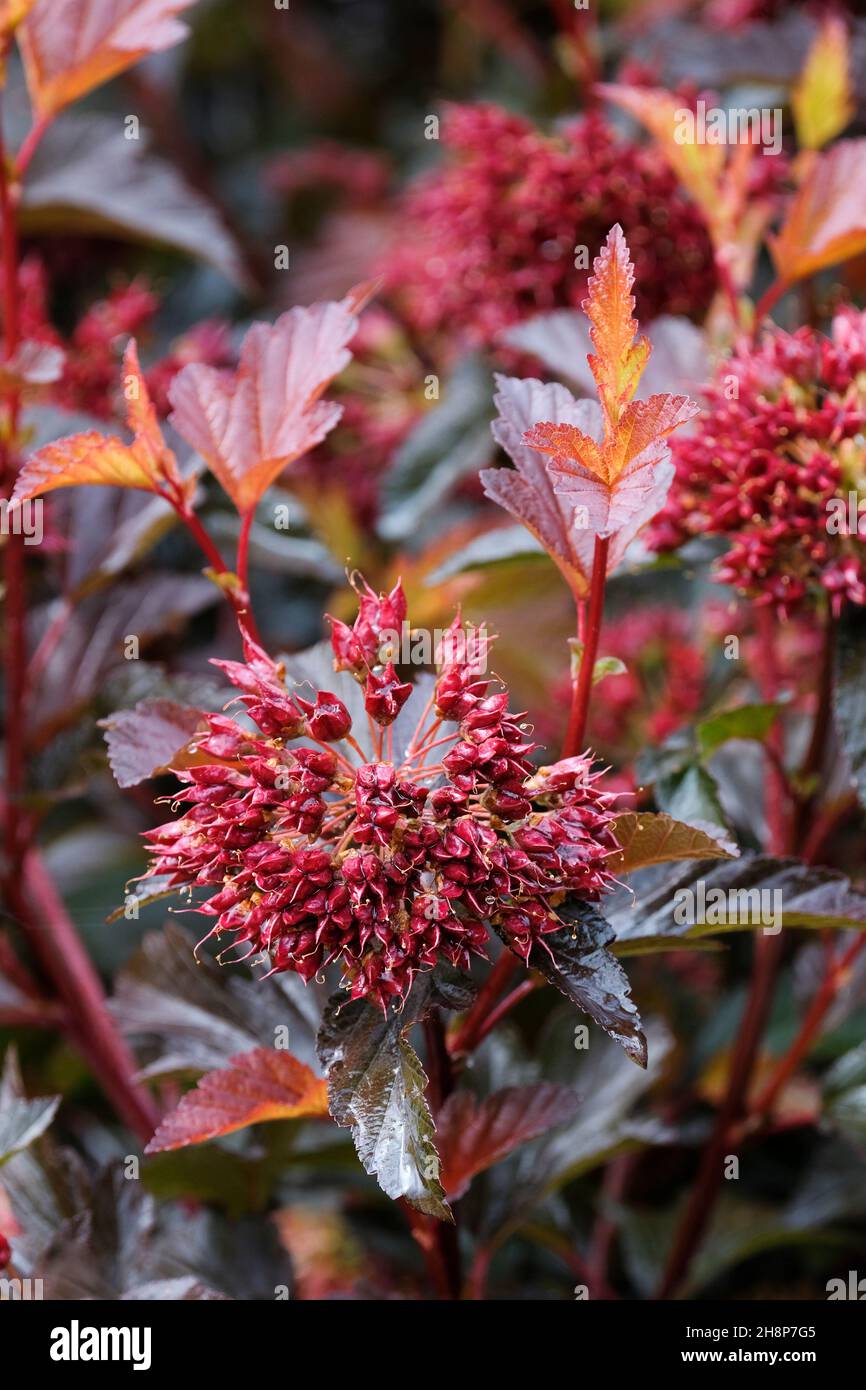 Physocarpus opulifolius 'Red Baron', otherwise known as Ninebark 'Red Baron'. Seedpod cluster. Stock Photo