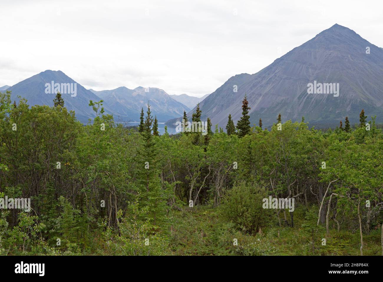Lake and foliage at Kluane National Park and Reserve in the Yukon, Canada. Stock Photo