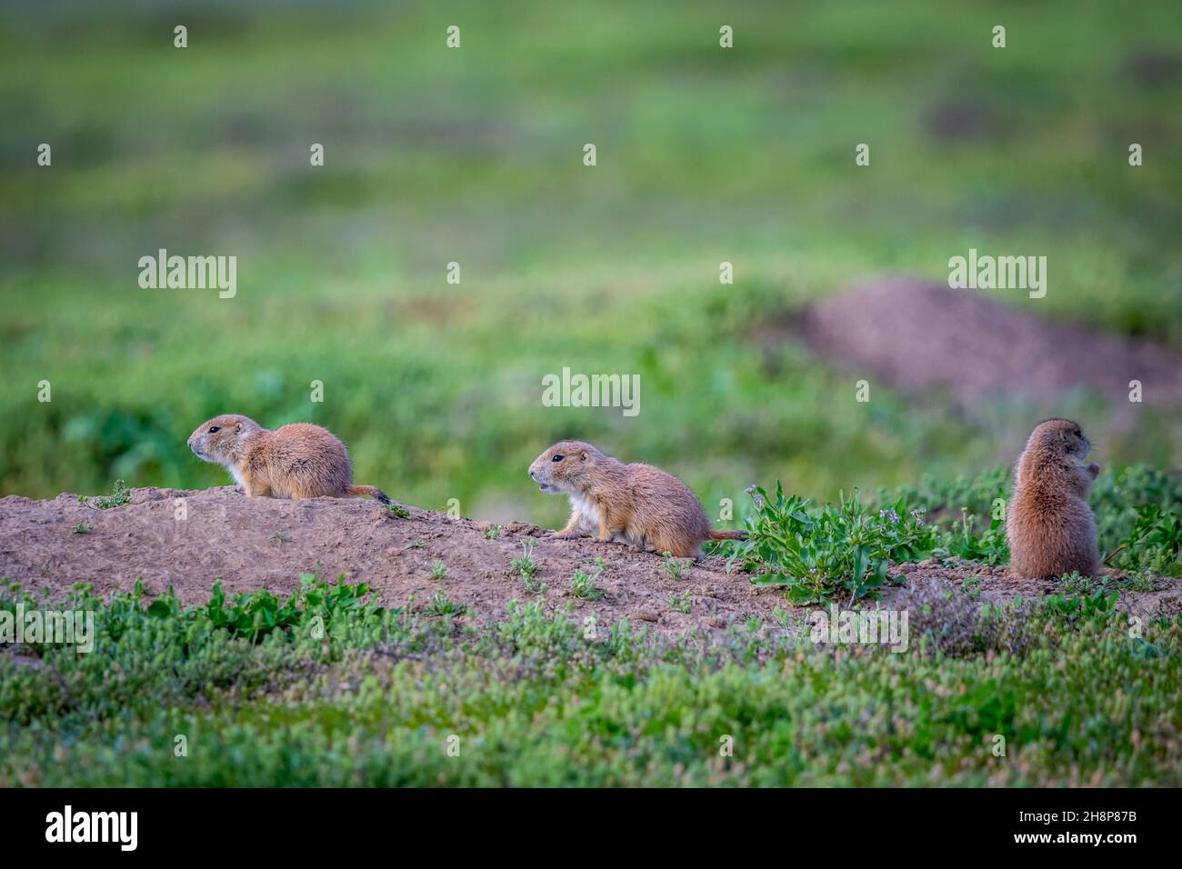 Little herbivorous burrowing rodents in the grassland of the preserve park Stock Photo