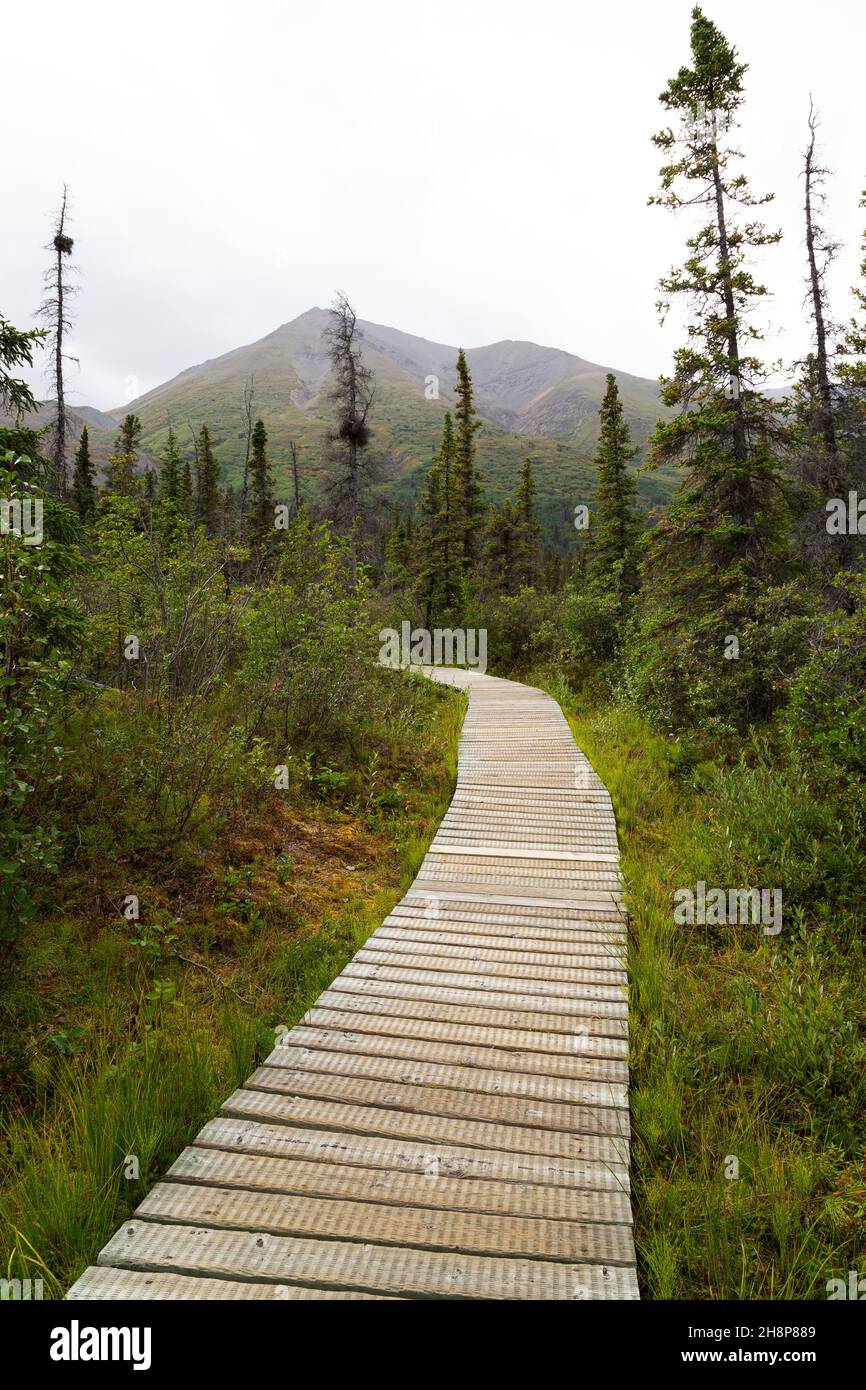 Wooden boardwalk on a walking trail within Kluane National Park and Reserve in the Yukon, Canada. Stock Photo