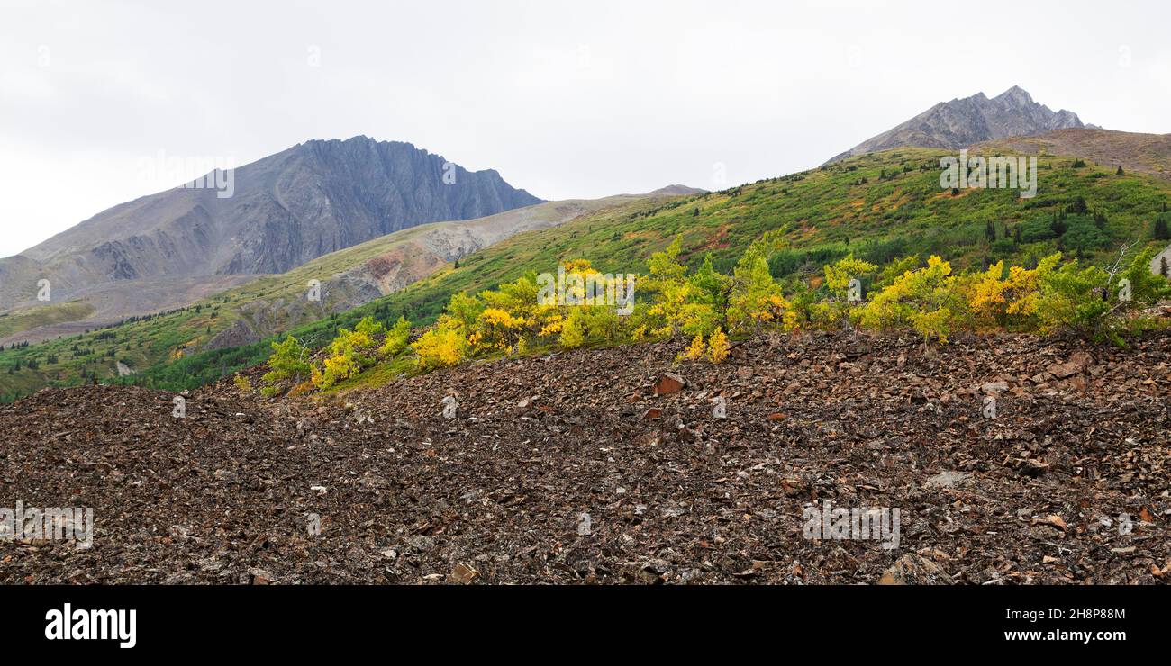 Bushes above scree in Kluane National Park and Reserve in the Yukon, Canada. The parkland covers an expanse of more than 22,000 square kilometres. Stock Photo