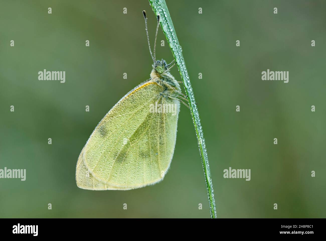 Large white, also called cabbage butterfly with water droplets on the wings. Sitting on a blade of grass. In the morning dew. Genus Pieris brassicae. Stock Photo