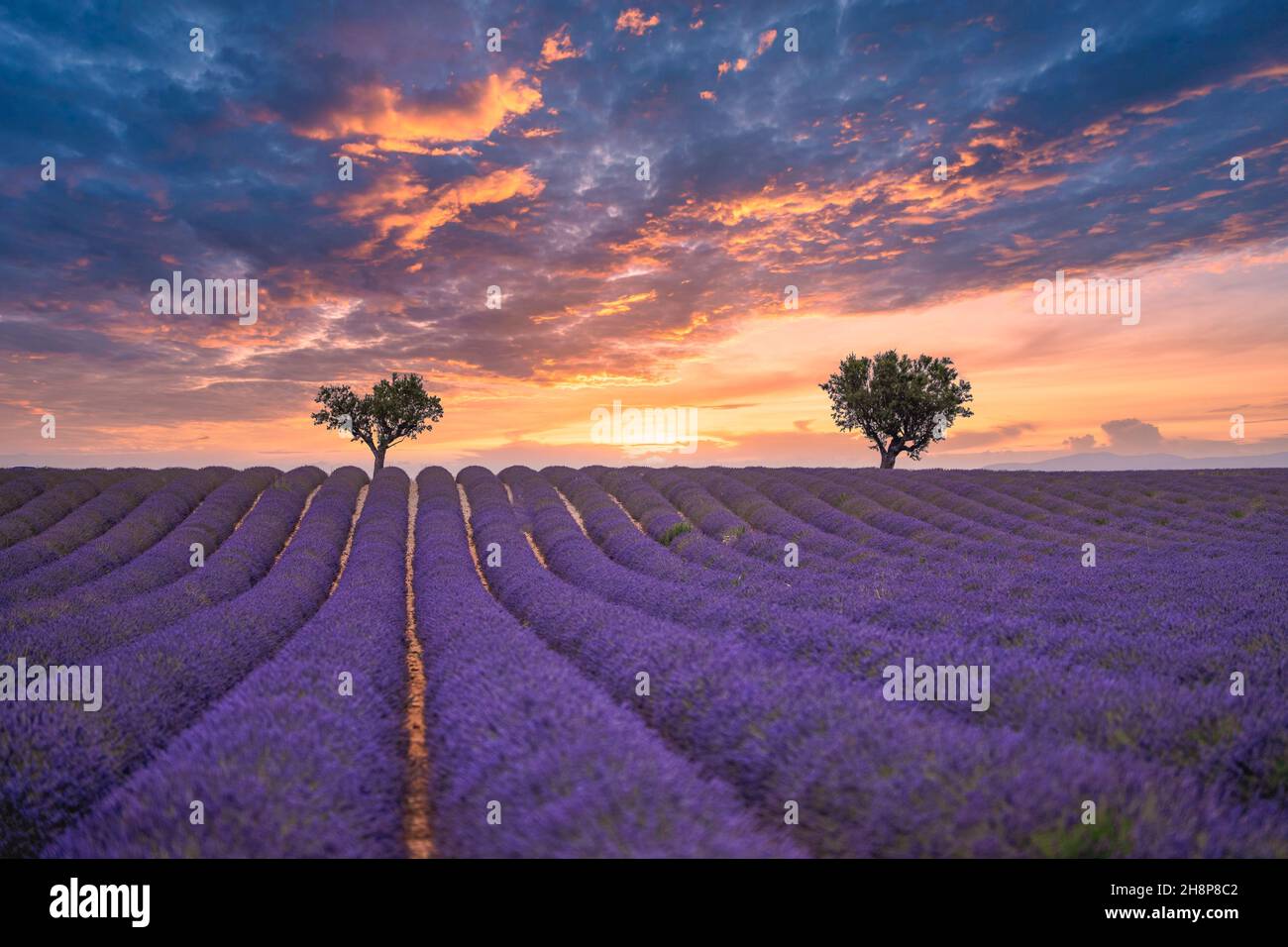 Gorgeous summer nature landscape. Blooming lavender flowers under colorful sunset sky, amazing nature landscape scenic. Idyllic, relaxing Provence Stock Photo