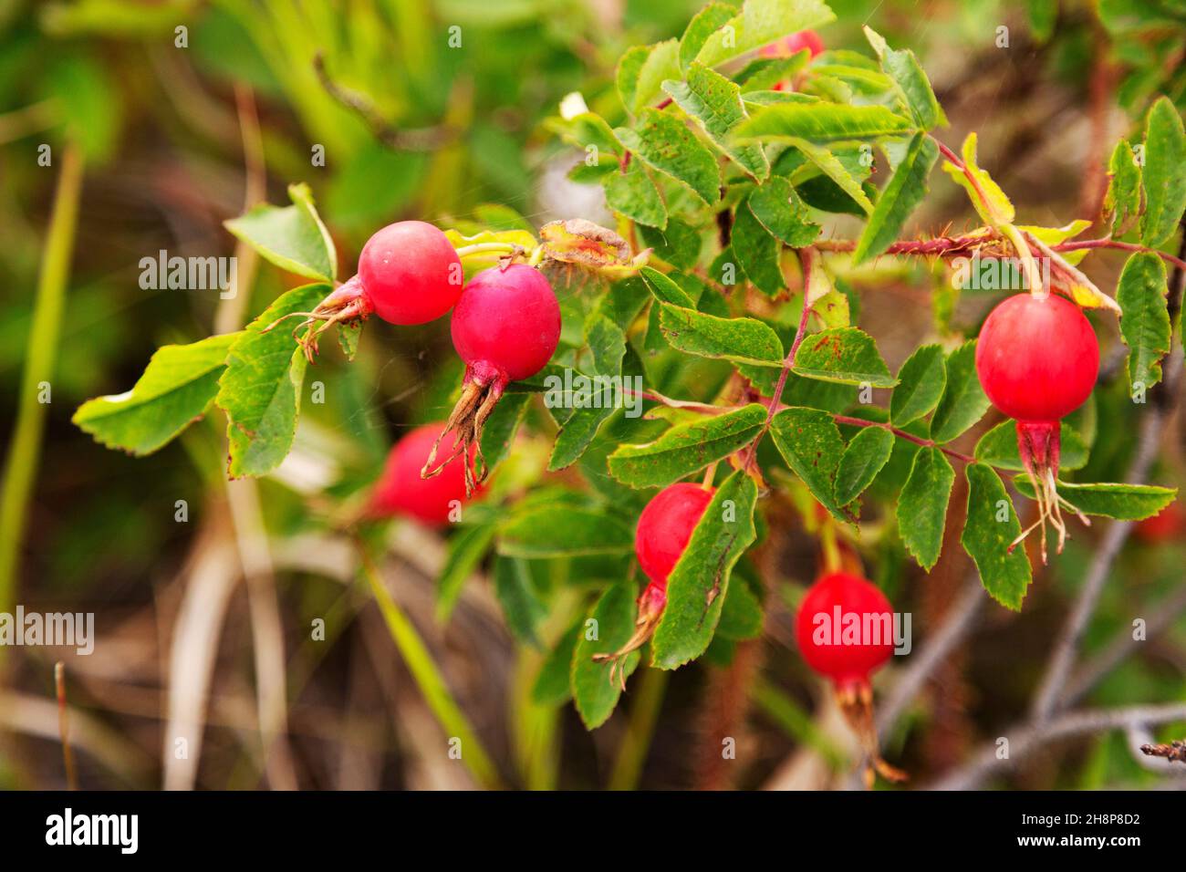 Rose hips growing in the Yukon, Canada. The rosehips are a rich source of vitamin-C. Stock Photo