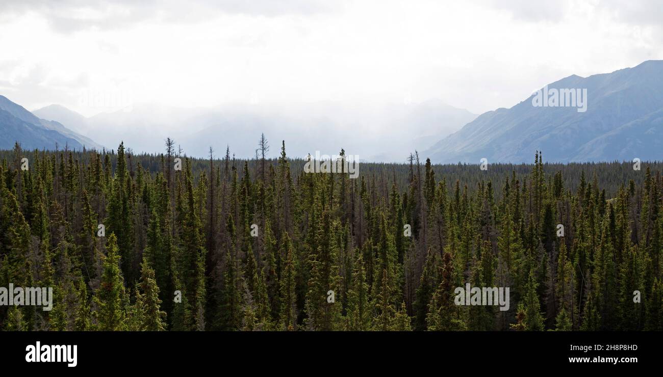 Woodland in the Yukon, Canada. The region, close to Kluane National Park and Reserve, is one of North America's wildernesses. Stock Photo