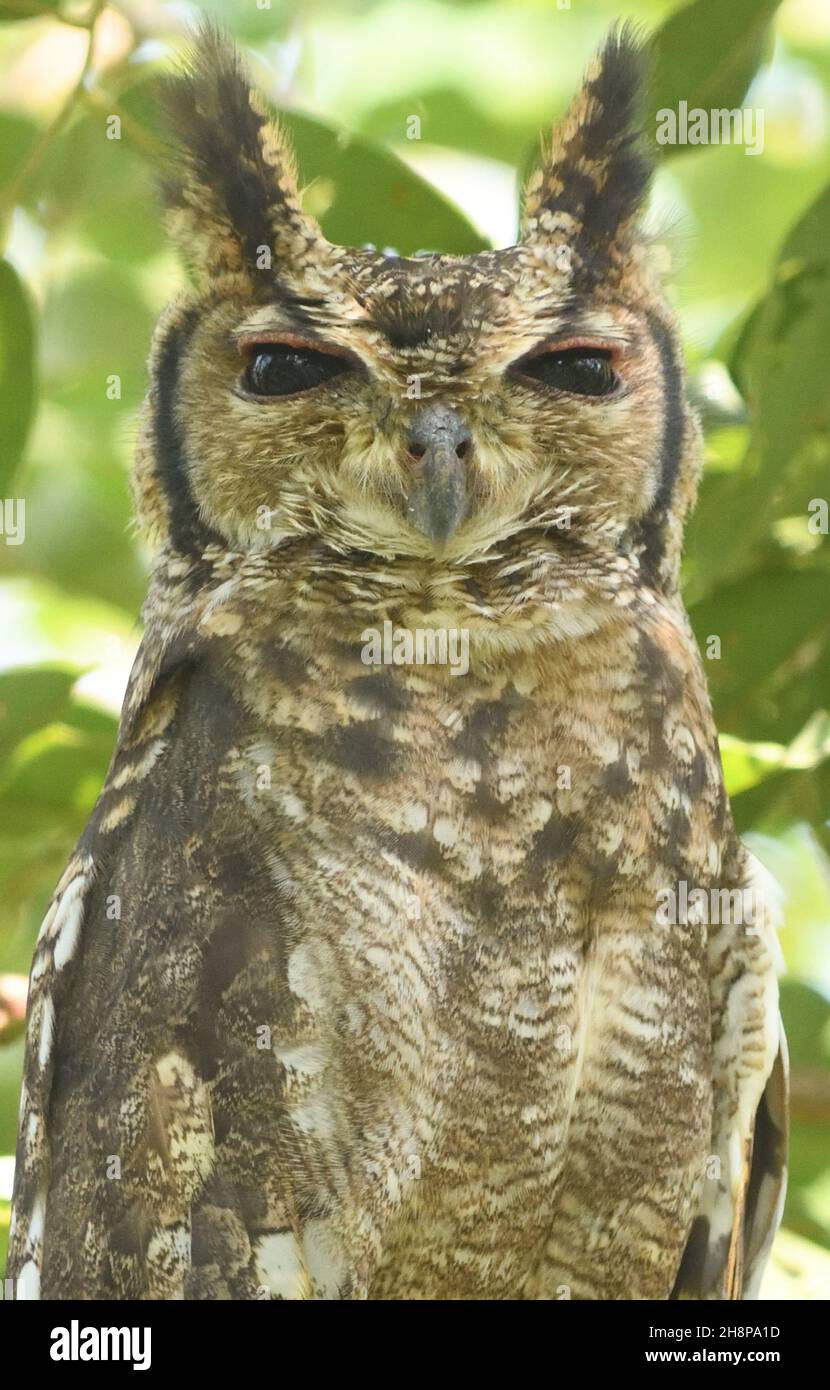 A greyish eagle-owl or vermiculated eagle-owl (Bubo cinerascens) observes the world from its daytime roost.  Farasuto Forest Community Nature Reserve, Stock Photo