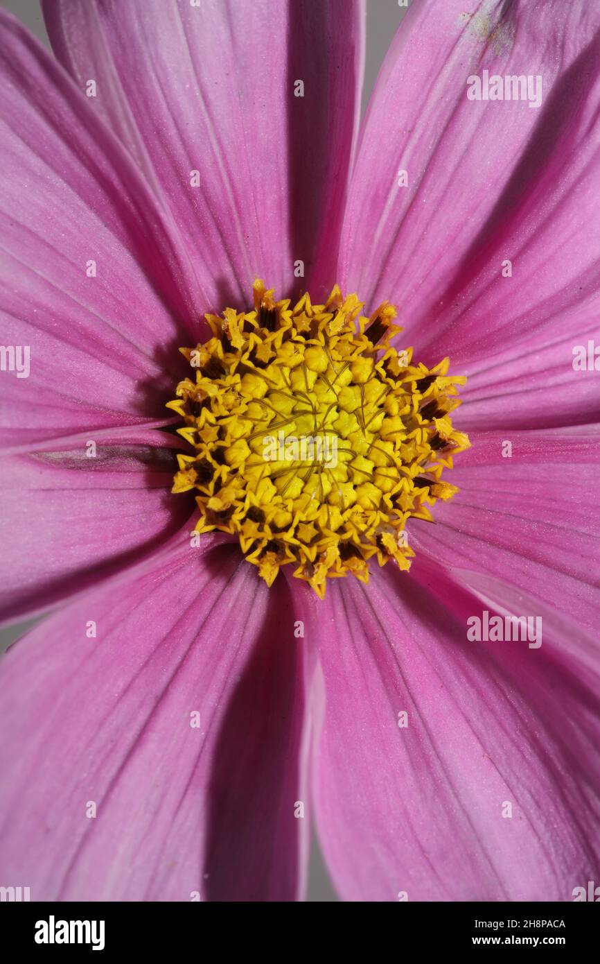 Close up photo of cosmos flower hi-res stock photography and images - Alamy