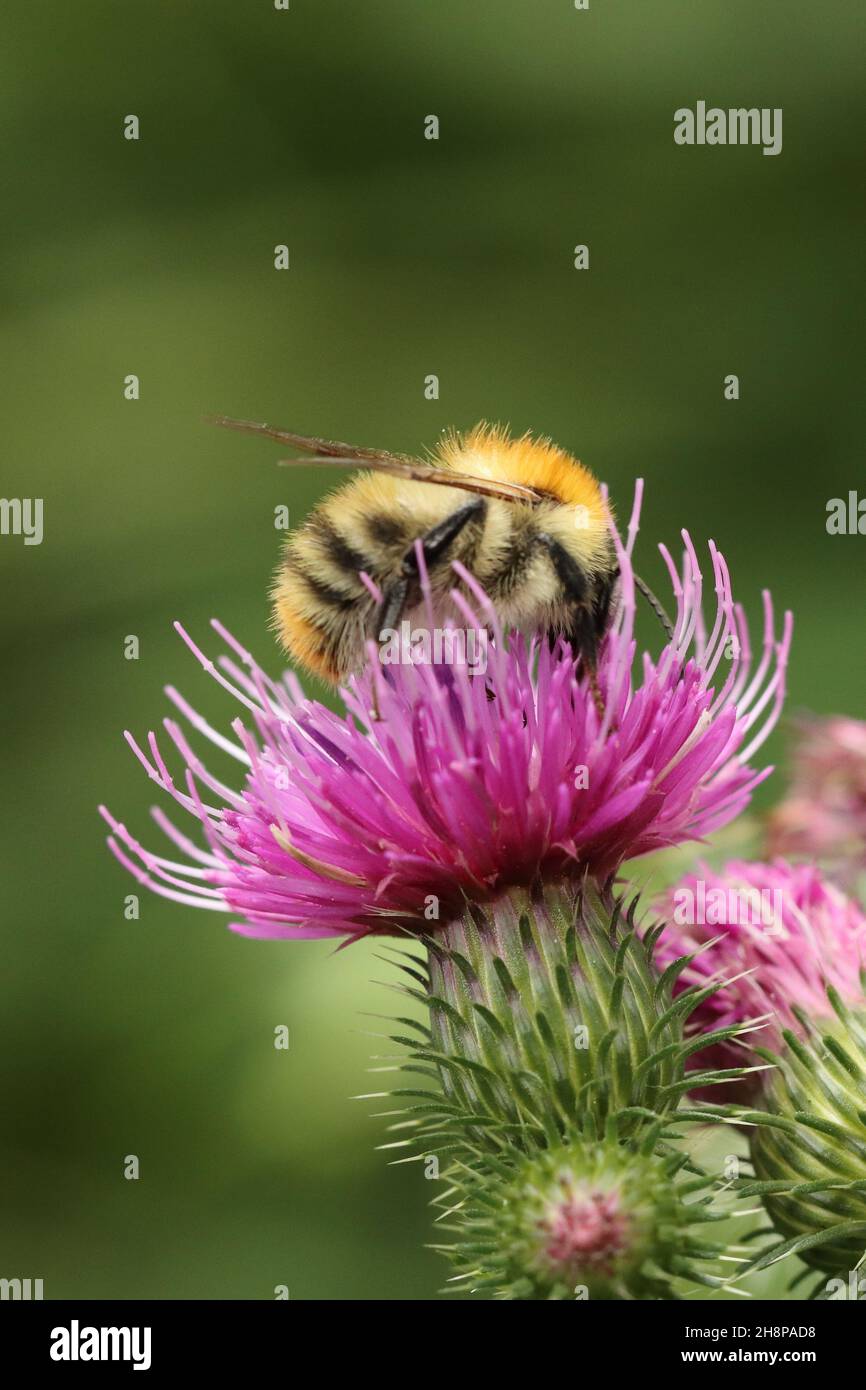 a small bumblebee searches for nectar on the flower head of a purple thistle, copy space Stock Photo
