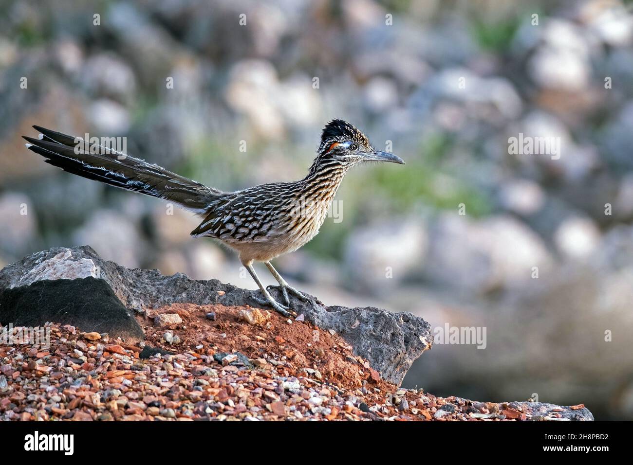 Greater roadrunner / chaparral bird / ground cuckoo (Geococcyx