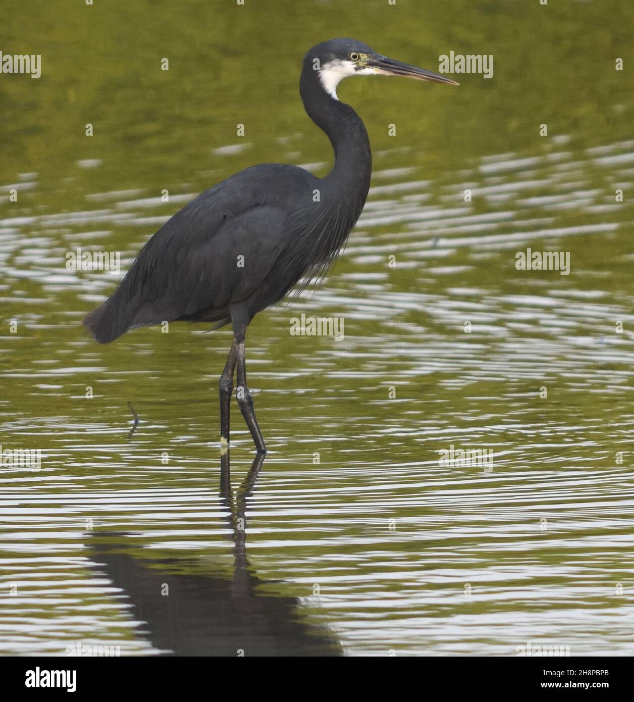 A western reef egret or western reef heron (Egretta gularis) fishing in a  shallow pond.  Kotu, The Republic of the Gambia. Stock Photo