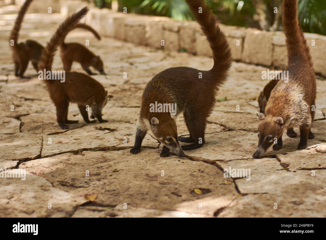 Coatimundi Mexico Mammal Long Tail Hi Res Stock Photography And Images
