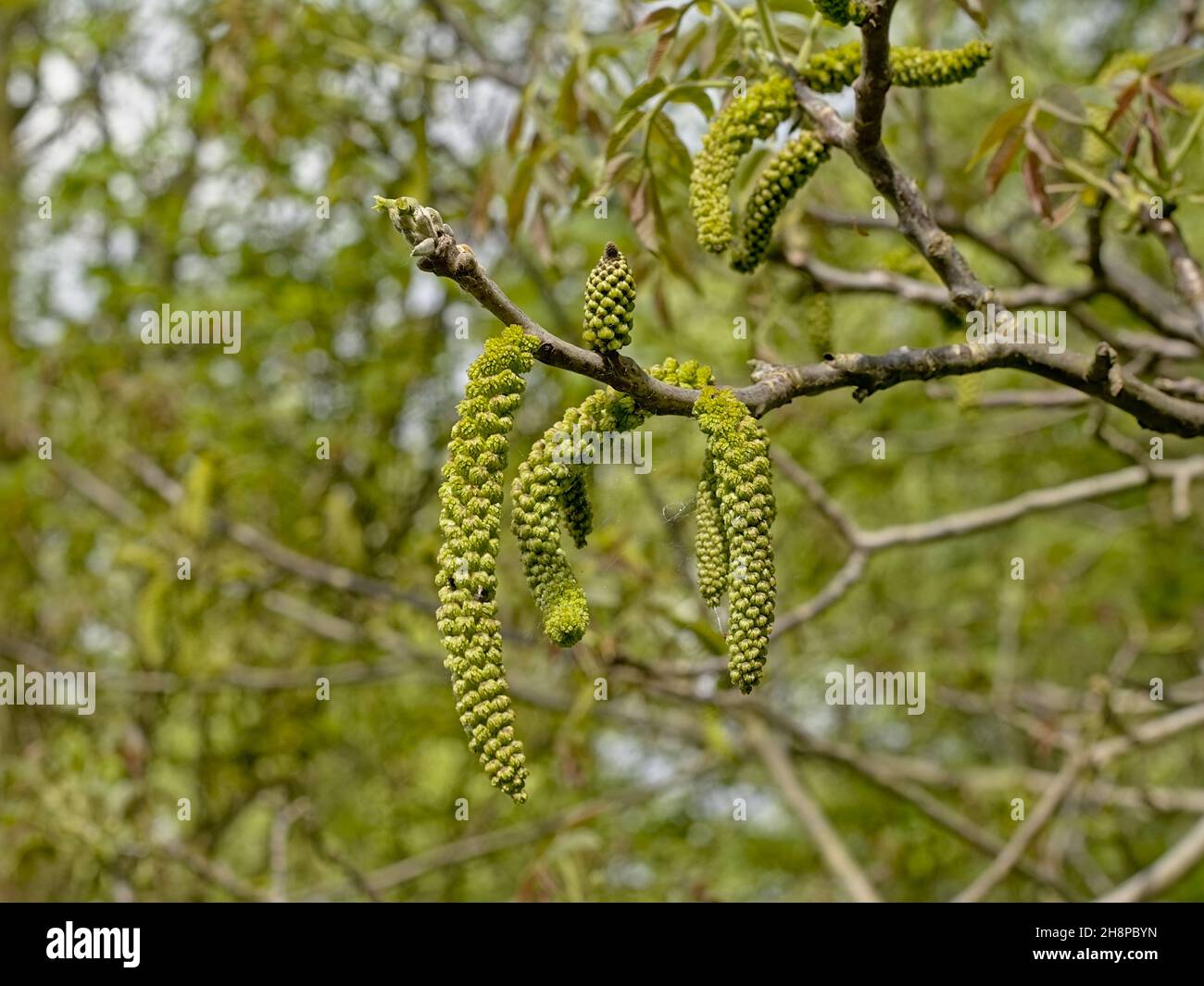 Close up of green drooping male catkins of a black walnut tree in springtime - juglans nigra Stock Photo