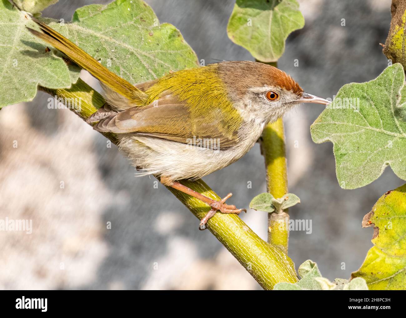 Tailor Bird on a plant searching for food Stock Photo Alamy