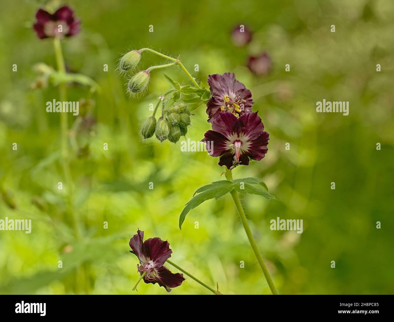 Green buds and dark violet flowers of a dusky cranesbill plant in the gaden, selective focus on a green bokeh background Stock Photo
