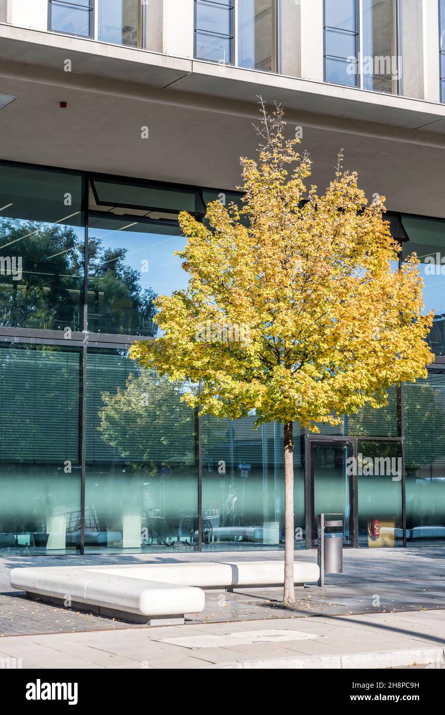 cityscape with fall foliage on young tree at business hub; shot in bright fall light at Stuttgart, Germany Stock Photo