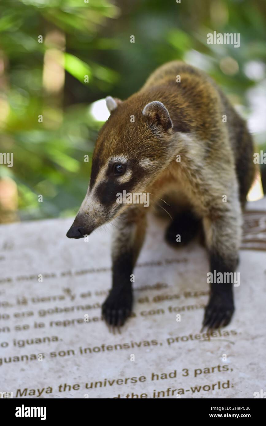 Mexican coati detail Stock Photo - Alamy